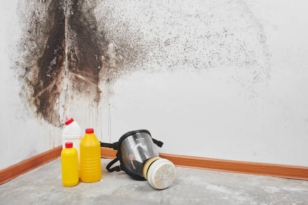 Best Residential Mold Remediation in Los Altos Hills, CA