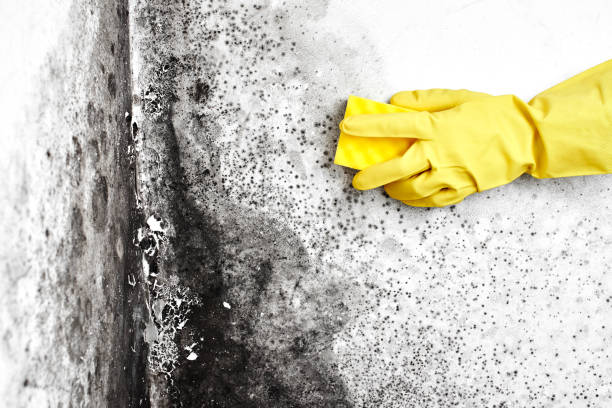Best Health and Safety Mold Remediation in Los Altos Hills, CA