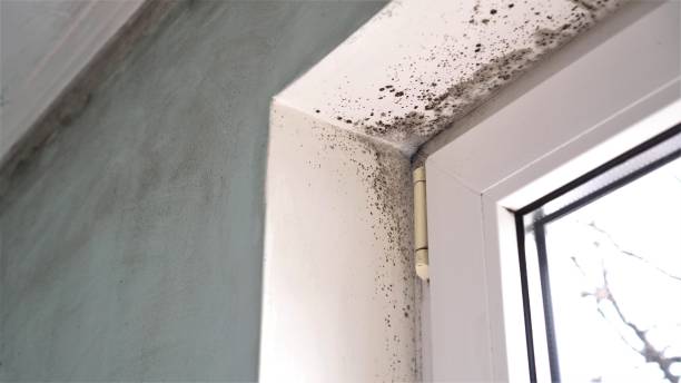 Best Residential Mold Remediation in Los Altos Hills, CA
