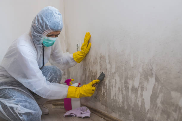Best Industrial Mold Remediation in Los Altos Hills, CA