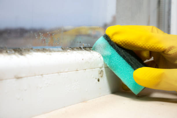Best Bathroom Mold Remediation in Los Altos Hills, CA