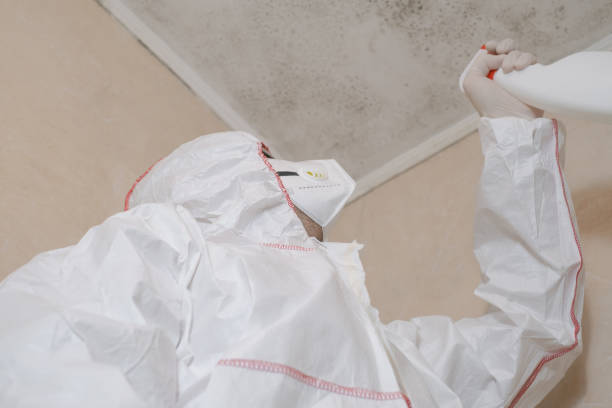 Professional Mold Remediation in Los Altos Hills, CA