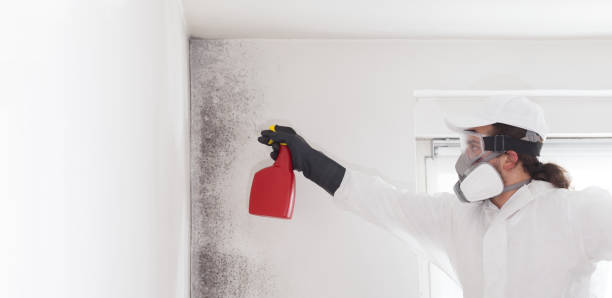 Best Preventive Mold Services in Los Altos Hills, CA