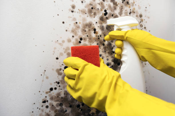 Best Mold Testing and Inspection Services in Los Altos Hills, CA