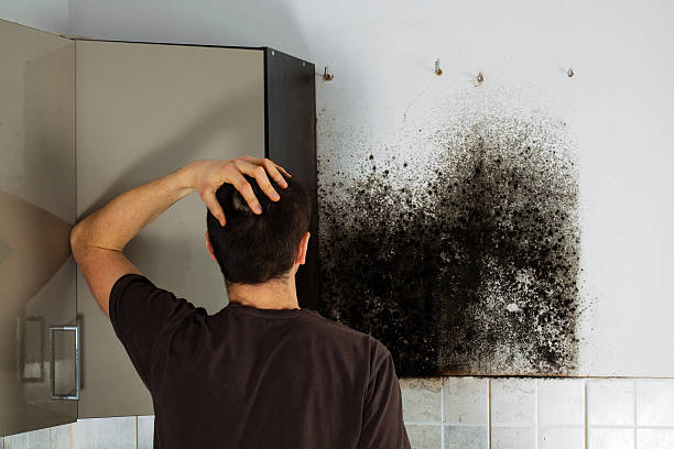 Best Crawl Space Mold Remediation in Los Altos Hills, CA