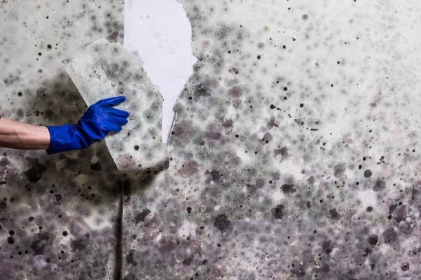 Best Mold Remediation for Specific Building Types in Los Altos Hills, CA