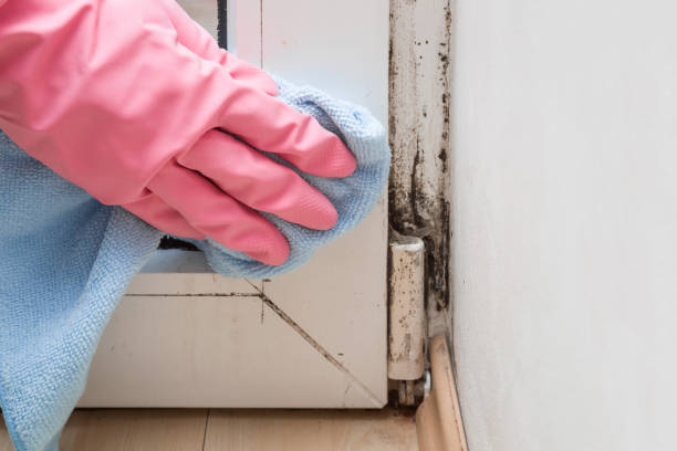 Best Emergency Mold Remediation in Los Altos Hills, CA