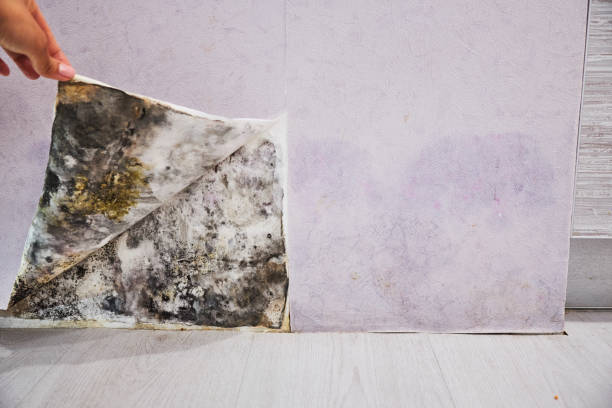 Los Altos Hills, CA Mold Remediation Company